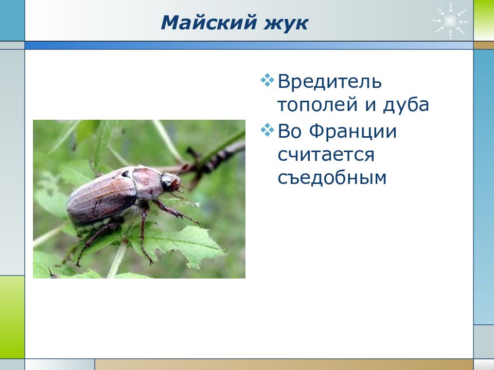Презентация по биологии на тему насекомые вредители