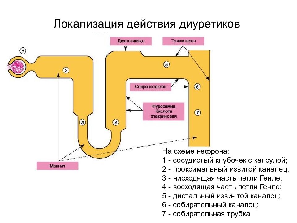 Точка действия. Механизм действия диуретиков схема. Схема классификации мочегонных средств. Механизм действия осмотических диуретиков схема. Диуретики схема действия.