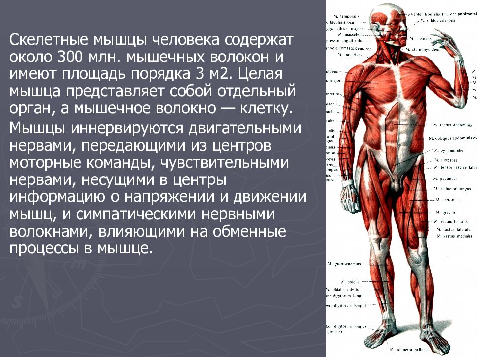 Какое количество мышц у человека. Мышцы человека. Скелетные мышцы. Мышцы человека кратко. Мышечный скелет человека.