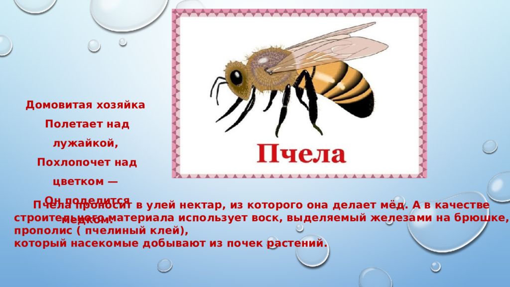 статья багиня. насекомые богиня орг. багиня украина. березовый трубковерт. багиня орг василенко.