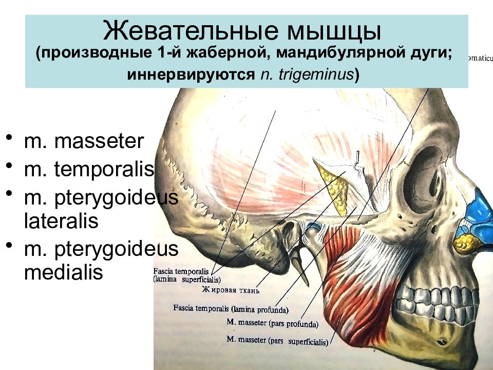 Жевательные мышцы схема