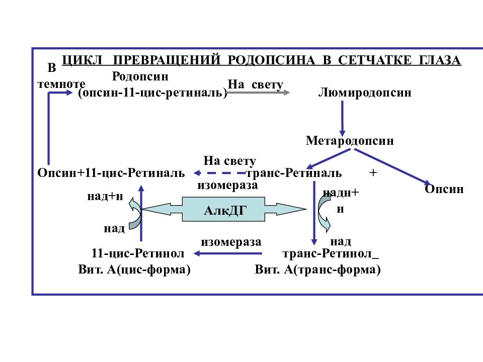 Силен цикл. Цикл превращения родопсина. Превращения витамина а в родопсин. Схема фотохимического зрительного цикла. Схема фотохимического зрительного цикла биохимия.