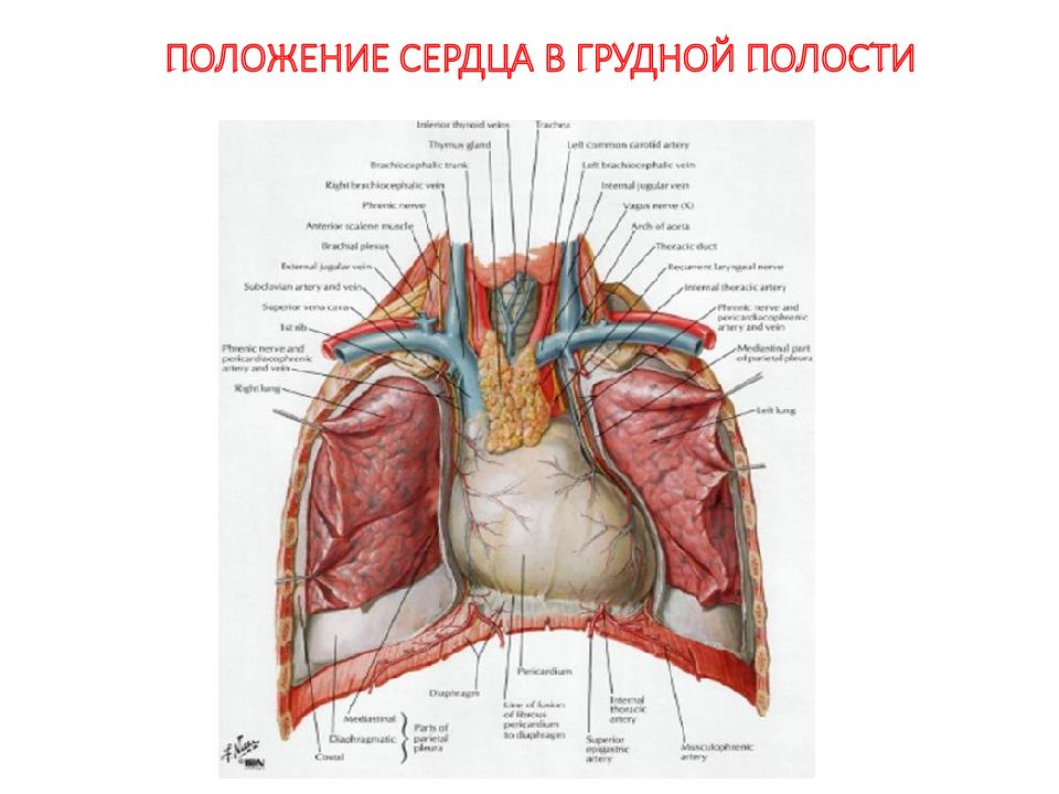 Положение сердца