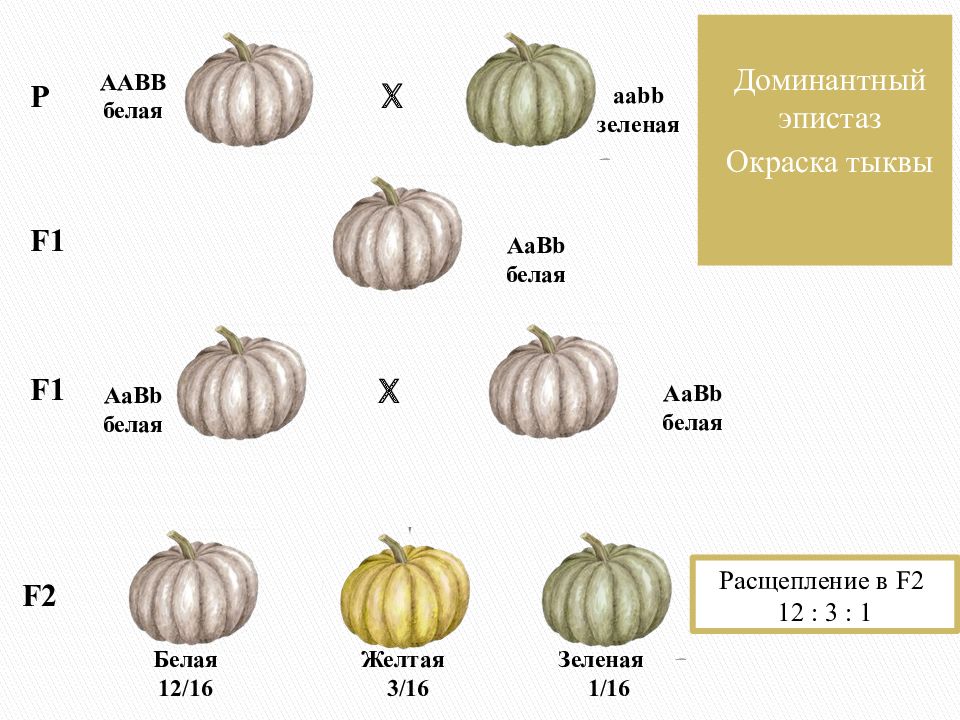 У тыквы желтая окраска. Окраска плодов тыквы эпистаз. Наследование окраски плодов тыквы доминантный эпистаз. Доминантный эпистаз окраска тыквы. Рецессивный эпистаз тыквы.