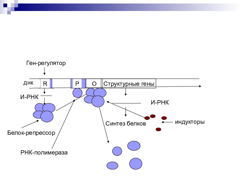 Белковая рнк. РНК полимераза оператор структурный ген. Белок репрессор. Белок репрессор и активатор. Структурные гены.