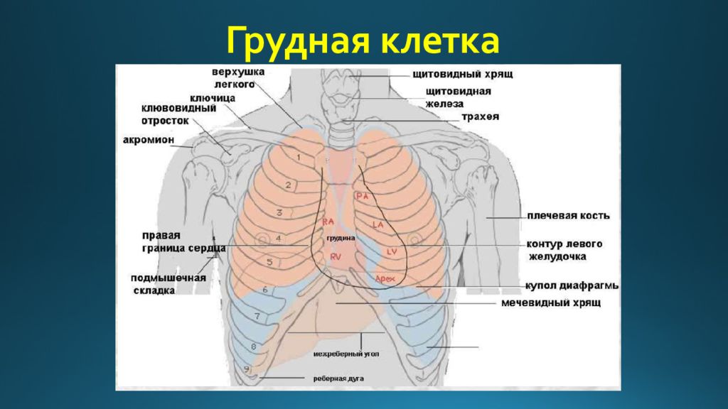 Колет в легких. Лучевая анатомия органов грудной клетки. Левая сторона грудной клетки. Правая часть грудной клетки.