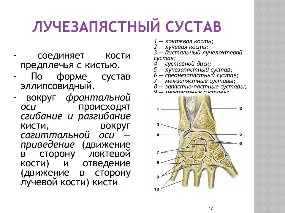 Лучевой сустав. Лучезапястный сустав анатомия строение. Плечевой сустав, локтевой сустав лучезапястный. Дистальный лучелоктевой сустав движение. Дистальный лучелоктевой сустав строение.