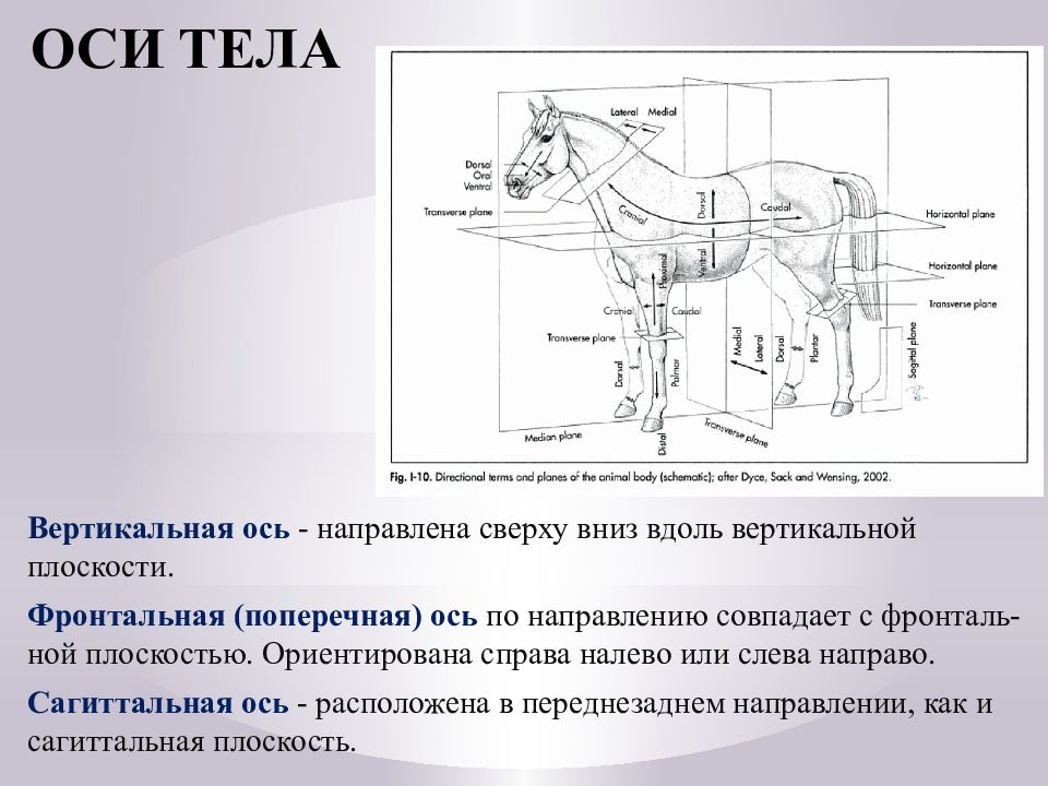 Русскую анатомическую терминологию разработал. История развития анатомии животных. Основные направления в современной анатомии. Фронтальная плоскость на лошади. Стороны в анатомии животных кратко.