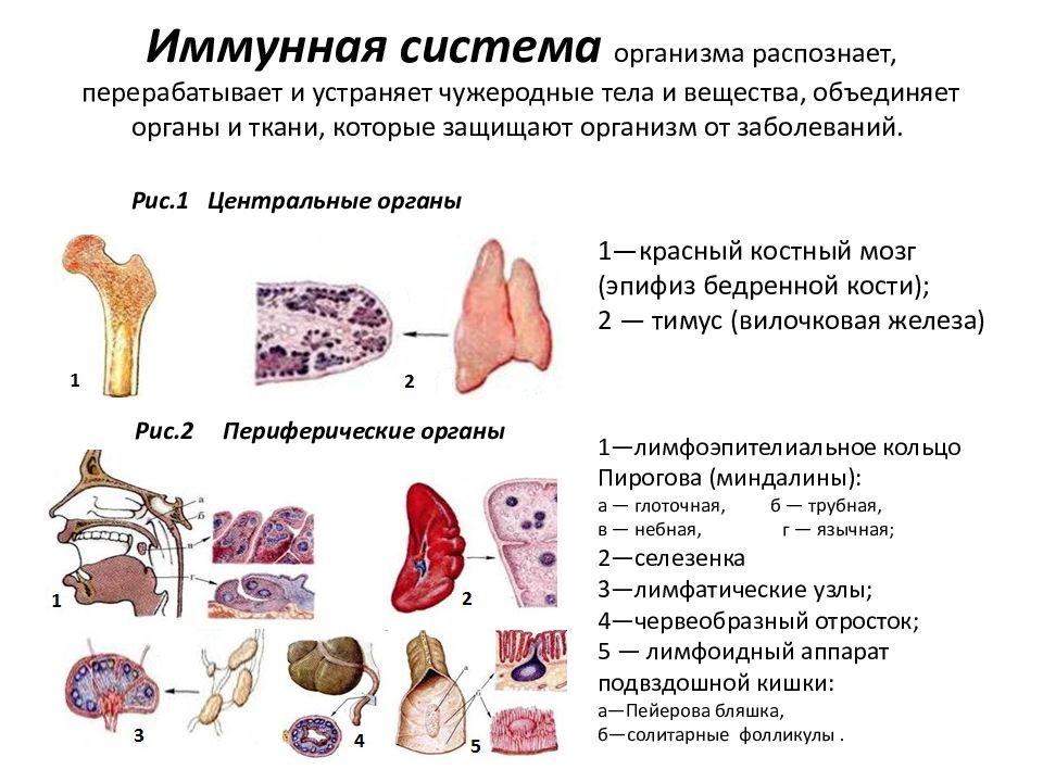 Иммунная система человека презентация