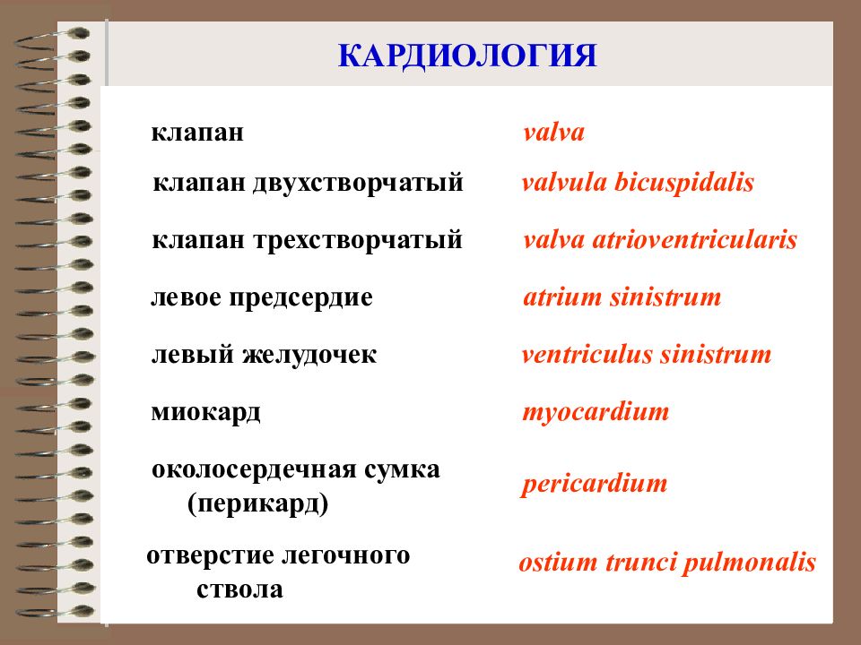 Опухоль на латинском термин. Анатомическая терминология презентация. Анатомические термины. Трехстворчатый клапан латынь. Термины латинские, которые указывают на изменение цвета кожи.