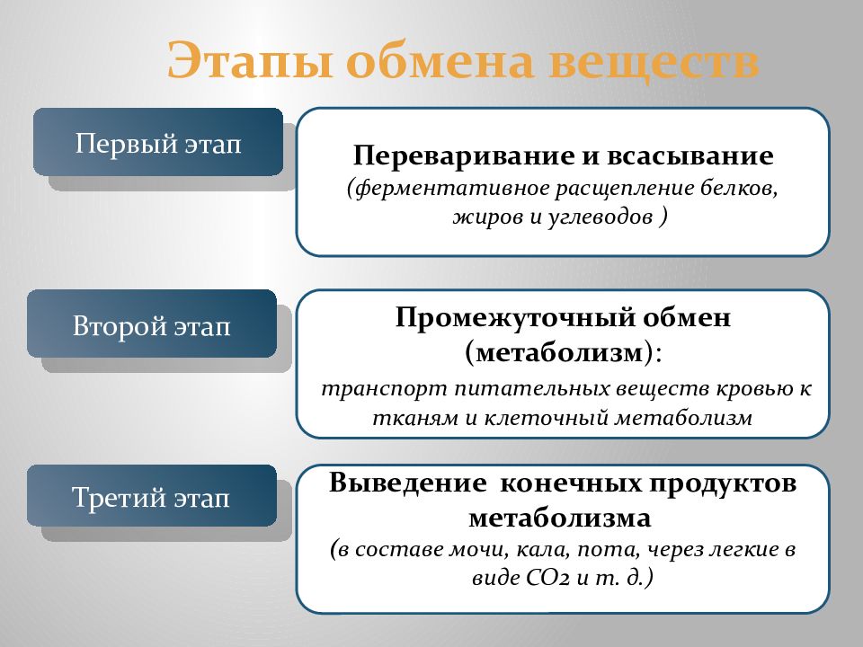 Этапы обмена веществ. Этапы процесса обмена веществ. 3 Стадии обмена веществ. Основные этапы обмена веществ в организме. Основные этапы метаболизма.