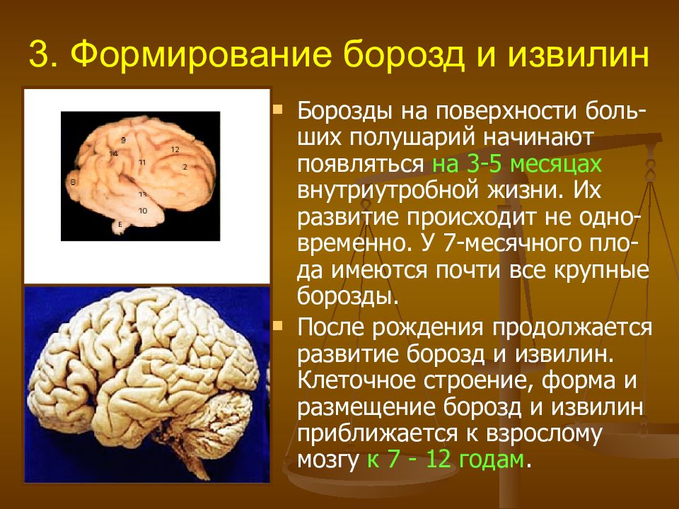 Возрастные особенности цнс презентация