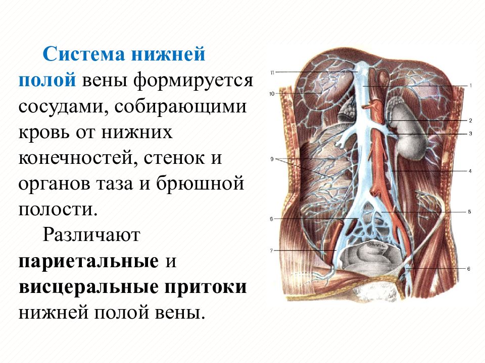 Нижняя полая вена презентация