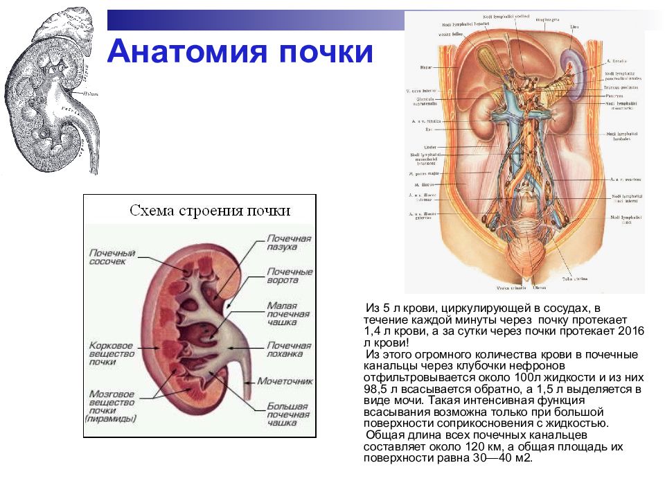 Сосочки почки. Почка анатомия. Поверхности почки анатомия. Сосочек почки. Строение сосочка почки.