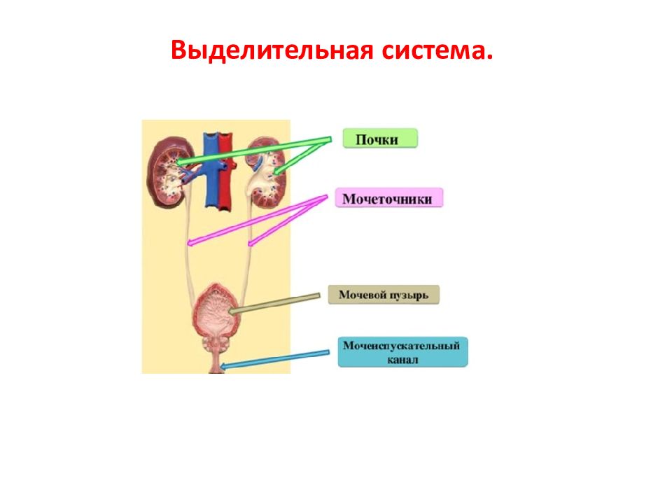 Контрольная работа по биологии выделительная система кожа