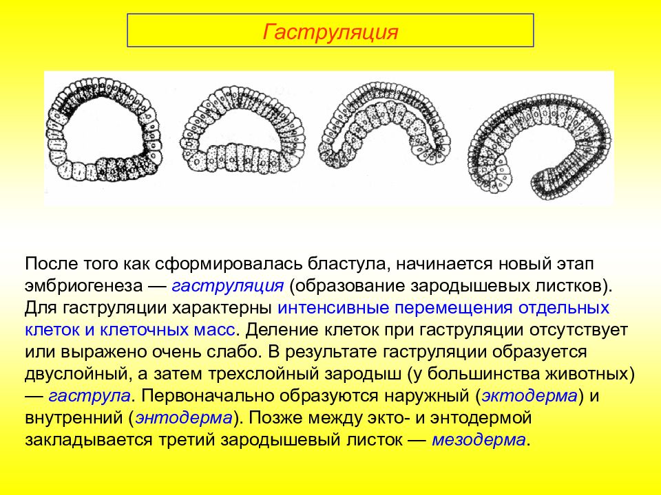 Онтогенез эмбриональное развитие презентация 10 класс профильный уровень