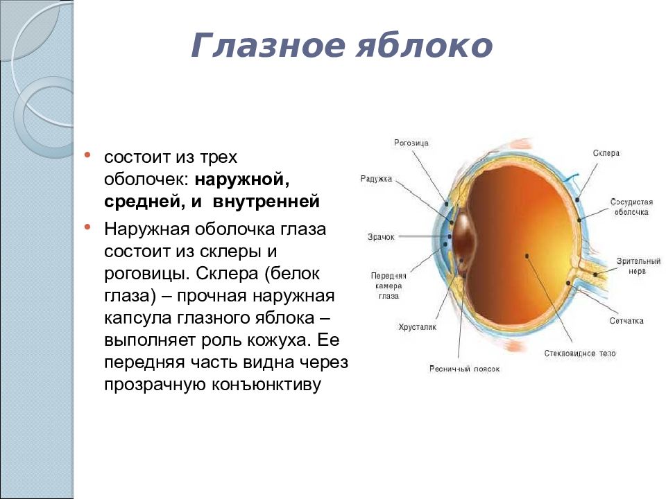 Оболочки глазного яблока. Наружная оболочка глаза состоит из склеры и роговицы. Наружная оболочка глазного яблока. Наружная оболочка глаза состоит.