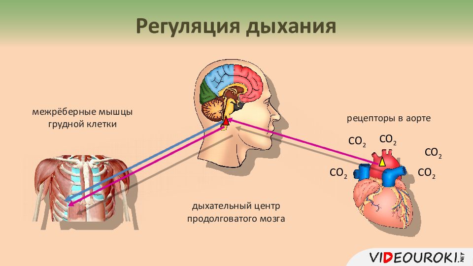 Гуморальная регуляция картинки для презентации