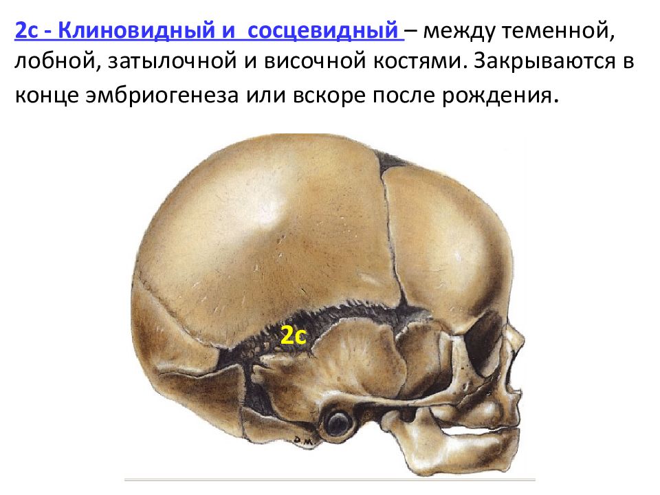Теменная затылочная кость. Затылочная кость Тип кости. Сосцевидный отросток височной кости черепа анатомия. Височная и теменная кости Тип соединения. Соединение между теменной и височной костью.