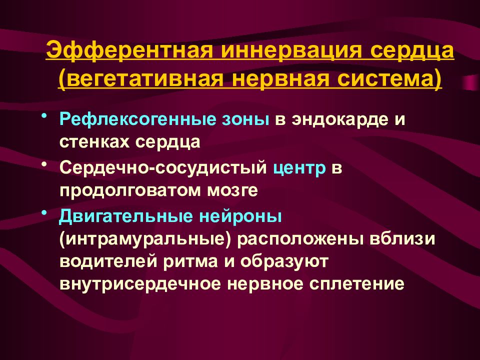 Сосудистые рефлексогенные зоны физиология. Внутрисердечные рефлексогенные зоны. Интрамуральная нервная система. Внутрисердечная нервная система.