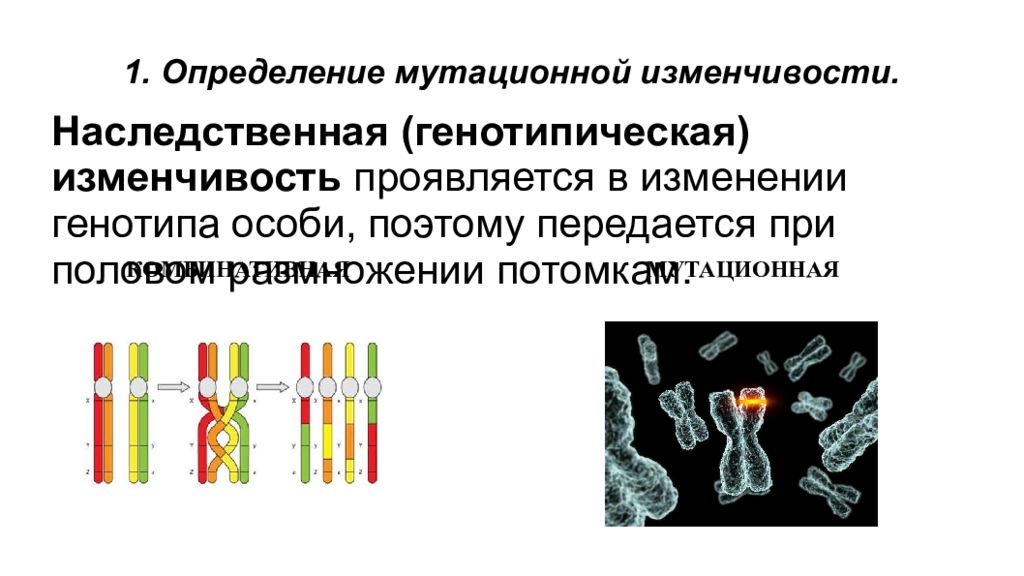 Значение для организма мутационной изменчивости. Наследственная изменчивость мутационная. Наследственная генотипическая изменчивость.