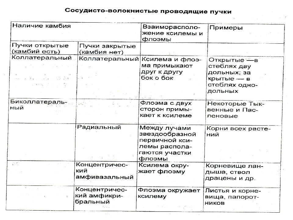 Сосудистые пучки в корневище образуют характерный рисунок