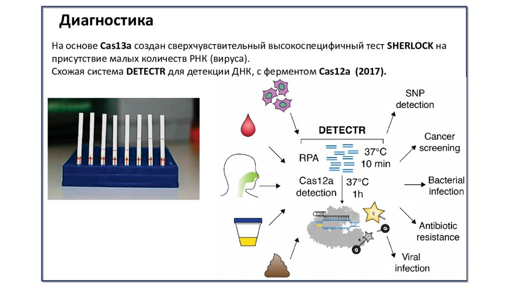 9 систем. CRISPR/cas9 для презентации. CRISPR CAS система распознавание вируса. КРИСПР диагностика. CAS 13.