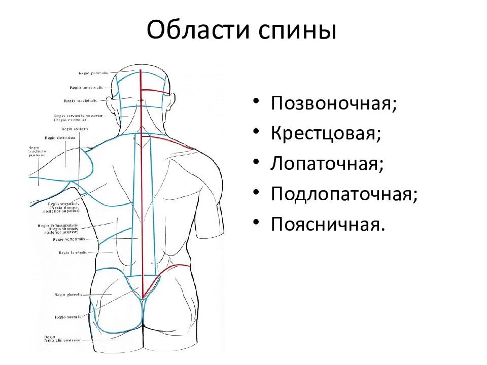 Области спины. Области спины названия. Лопаточная область спины.