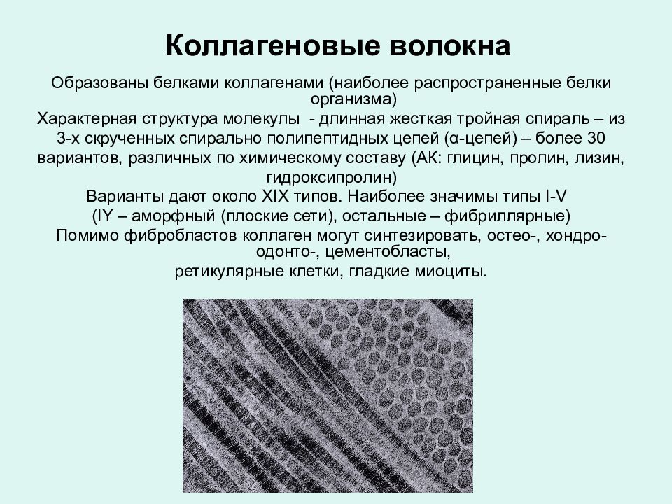 Коллаген какая клетка