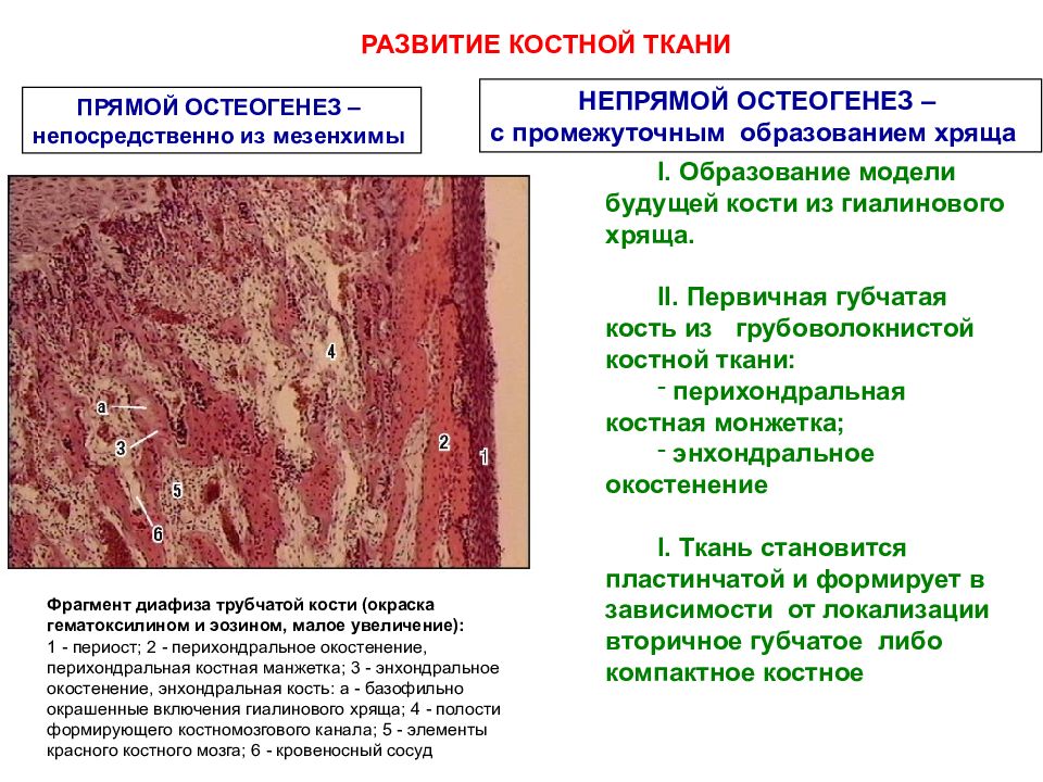 Скелетные ткани презентация