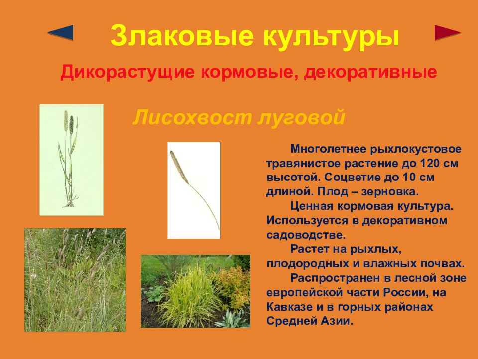 Три примера растений относящихся к злакам