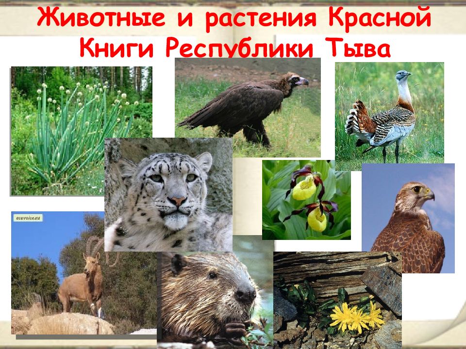 Красная книга картинки для презентации и животными и растениями