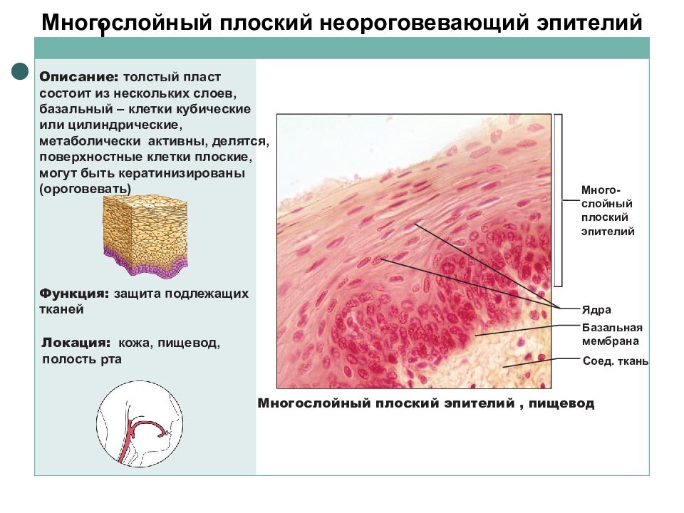 Ороговевающий и неороговевающий эпителий