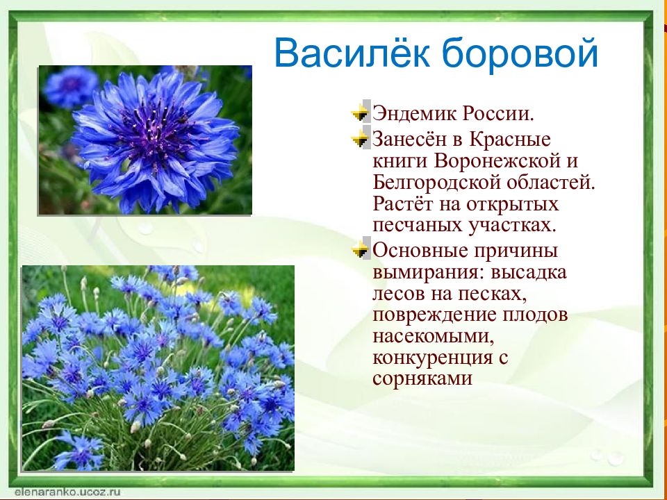 Растения красной книги воронежской. Василёк Боровой. Василек Боровой эндемик. Василек Боровой красная книга. Василек Боровой красная книга Воронежской области.