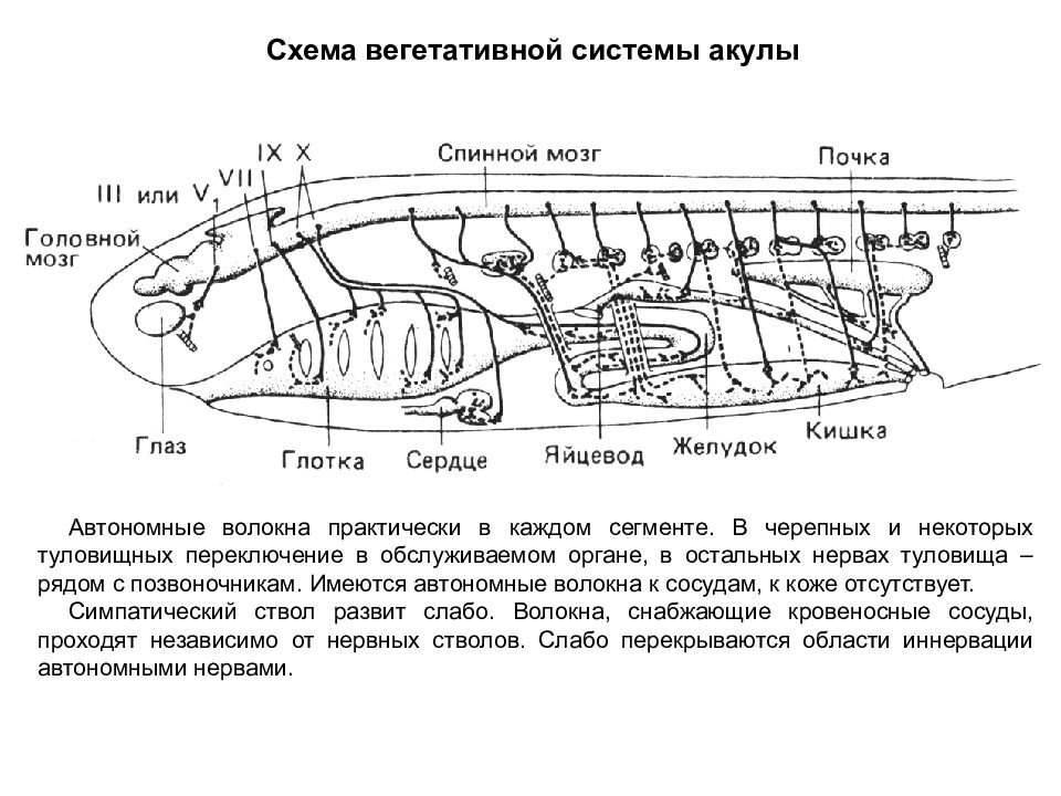 Мозг акулы схема