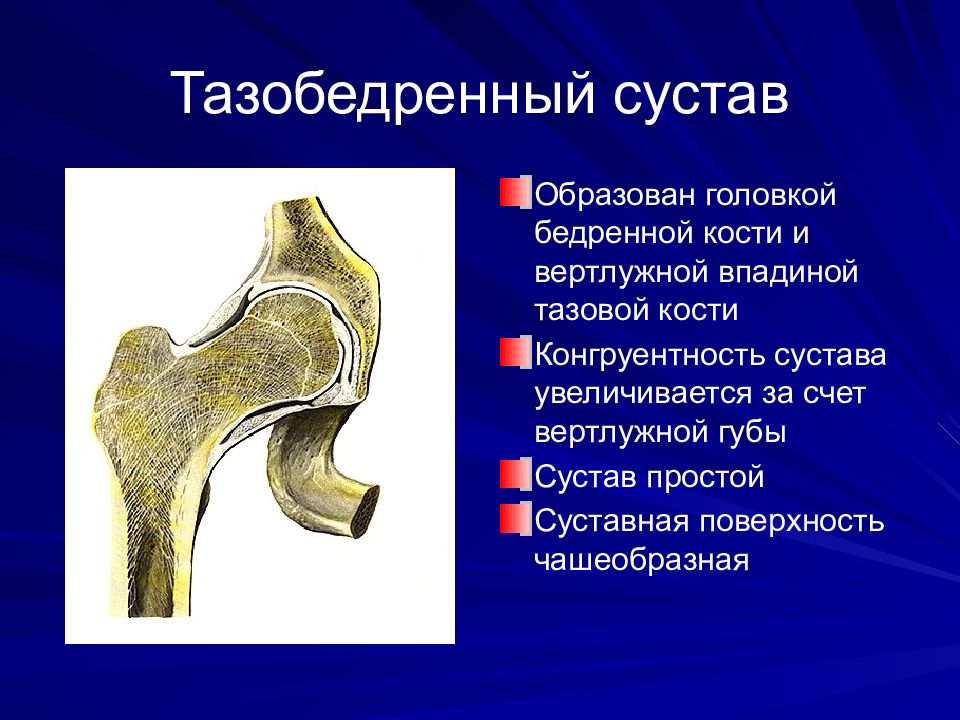 Бедренная кость тип соединения костей. Внутрисуставные связки тазобедренного сустава. Поперечная связка вертлужной впадины анатомия. Тазобедренный сустав анатомия классификация. Суставы бедренная кость анатомия.