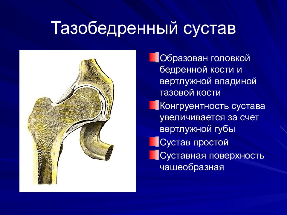 Тип соединение бедренной кости