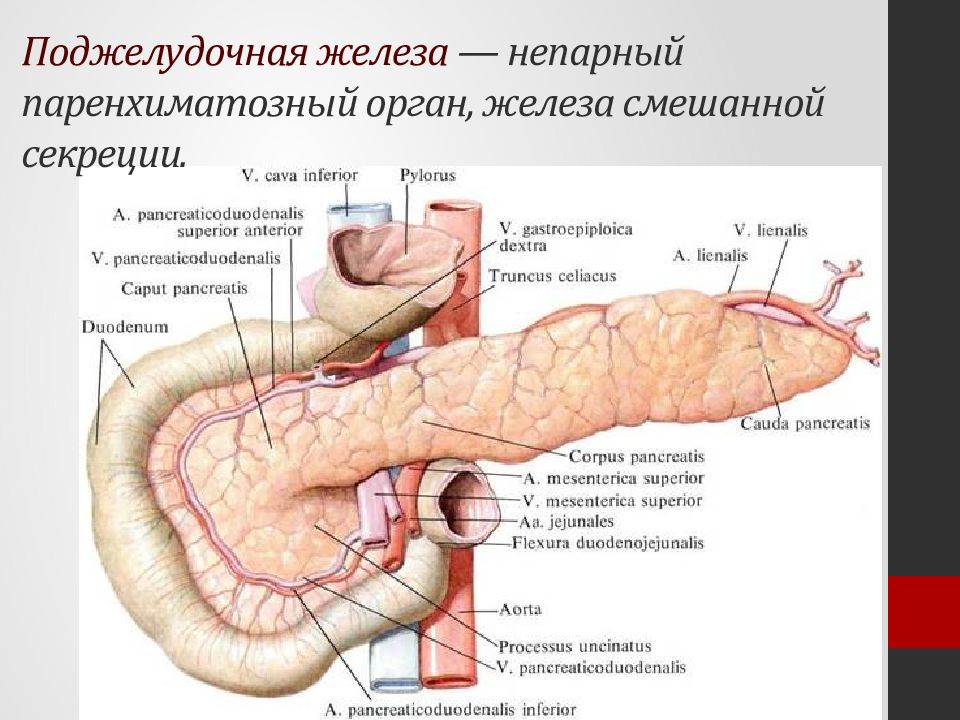 Строение поджелудочной железы анатомия рисунок с подписями