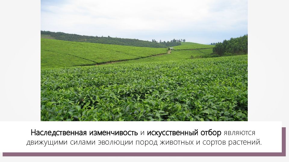 движущая сила искусственного отбора