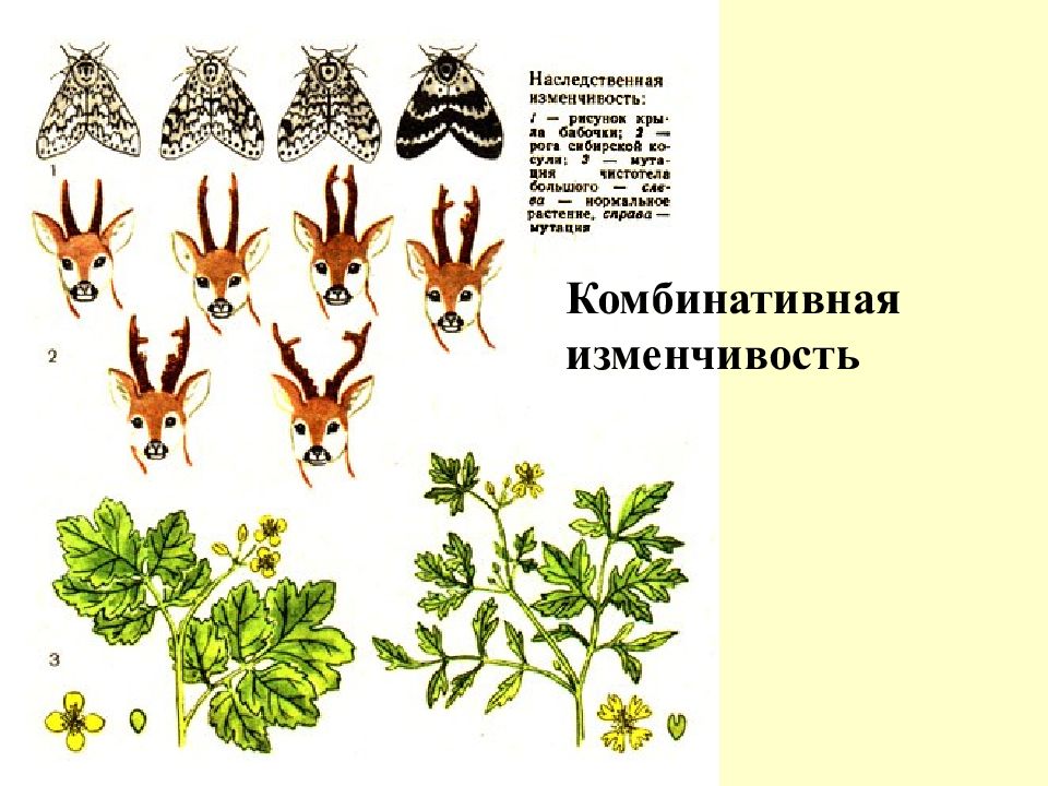 Комбинативная изменчивость примеры. Комбинативная наследственная изменчивость. Примеры комбинативной изменчивости у животных. Комбинативная изменчивость у растений. Примеры комбинативной изменчивости у растений.