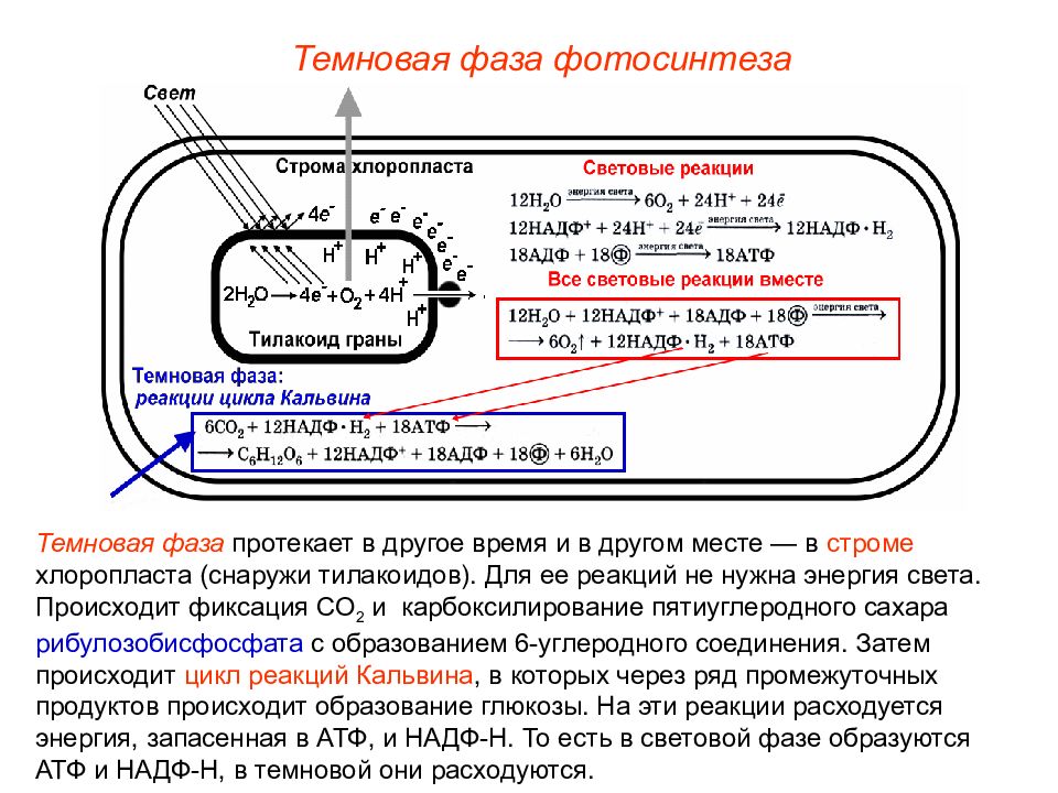 В гранах хлоропластов происходит световая фаза. Строма темновая фаза. Фотосинтез протекает в тилакоидах. Темновая фаза фотосинтеза протекает в строме. Хлоропласт темновая фаза.