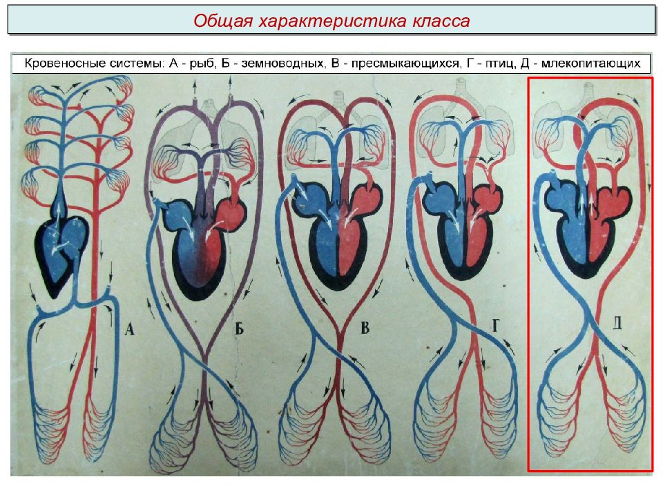 Круги кровообращения пресмыкающихся. Строение кровеносной системы хордовых животных. Схема строения кровеносной системы хордовых. Эволюция кровеносной системы хордовых животных. Кровеносная система земноводных и пресмыкающихся.