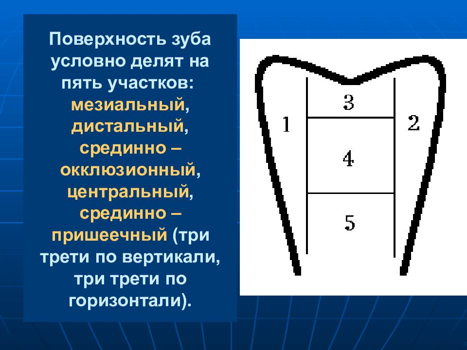 Поверхности 5 4 3 1. Срединная поверхность зуба. Поверхности зуба названия. Проксимальная поверхность зубов. Поверхности зубов в стоматологии названия.