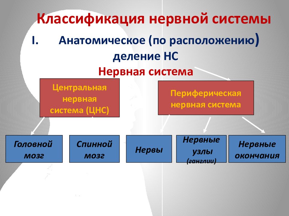 Нервная система человека огэ презентация