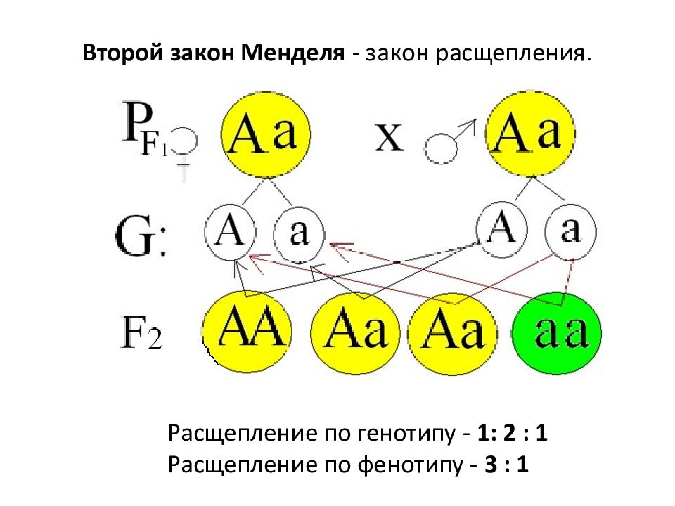 3 закон менделя презентация 10 класс