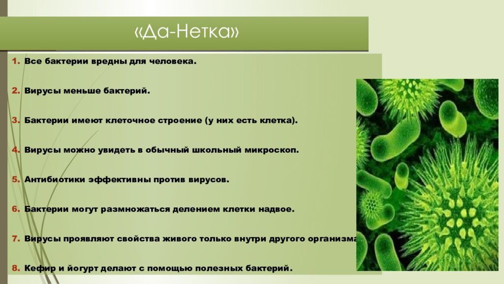 «Да- Нетка »