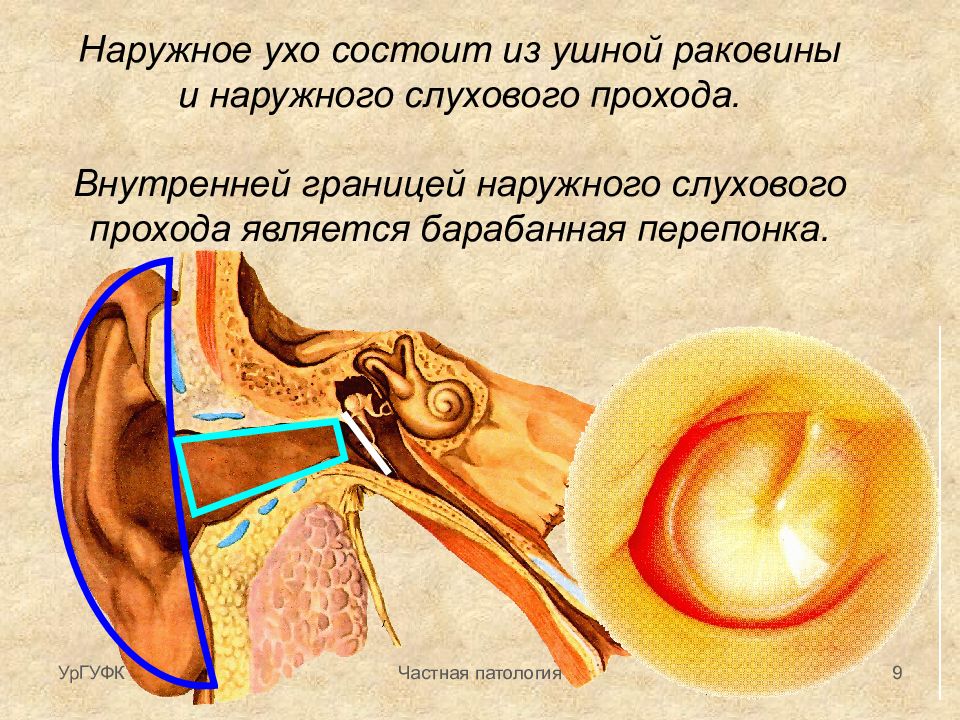 Барабанная перепонка. Барабанная перепонка снаружи. Функции барабанной перепонки. Наружное ухо барабанная перепонка. Ухо барабанная перепонка строение.