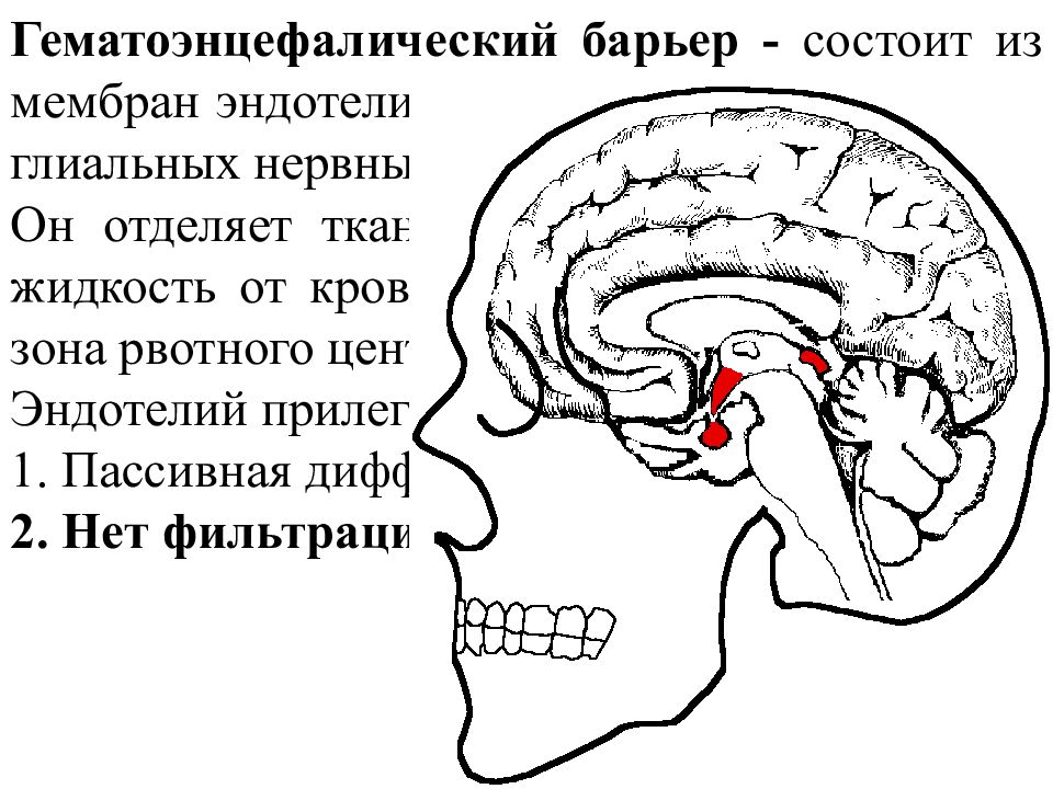 Гематоэнцефалический барьер схема