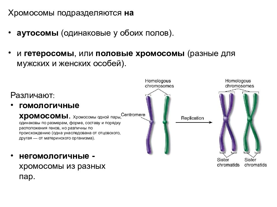 Хромосомы группы г. Хромосома. Строение хромосомы. Схематическое строение хромосомы. Строение мужской хромосомы.