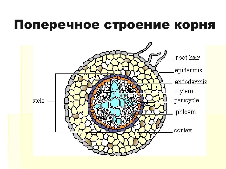 Поперечное строение